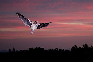 A FREE Guided  Bat Walk at Farmoor Reservoir, led by Peter Philp