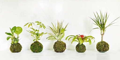 Image principale de Kokedama Workshop! 2 for 1 Mother's Day Special for EVERYONE!