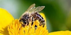 Hauptbild für CANCELLED - Introduction to beekeeping