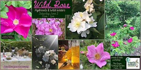 June Herbal Medicine Making :: Wild Rose