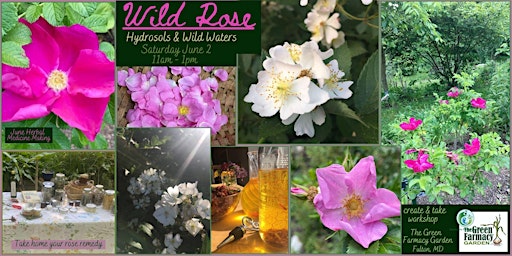 June Herbal Medicine Making :: Wild Rose primary image