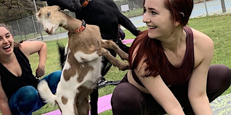 Goat Yoga in the Park - May 5 at 9:00 a.m. Play with baby goats