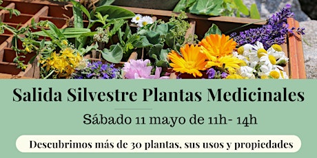 Salida Silvestre Plantas Medicinales Barcelona