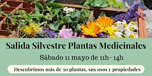 Imagem principal do evento Salida Silvestre Plantas Medicinales Barcelona