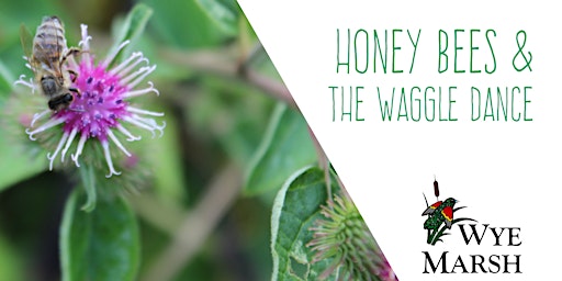 Imagem principal do evento Honey Bees and the Waggle Dance Workshop