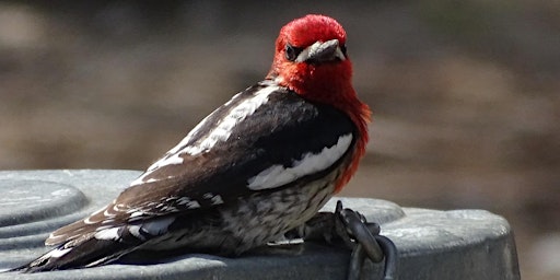 Birds of The High Meadows and Forest of Mt. San Jacinto primary image