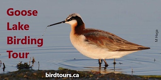Goose Lake Birding Tour