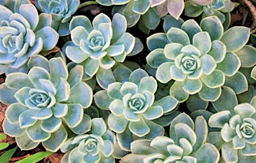 Make and Take Succulent Event