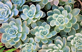 Make and Take Succulent Event primary image