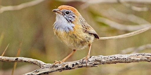 Primaire afbeelding van Mallee Emu-wren and Threatened Mallee Bird Education and Training Day