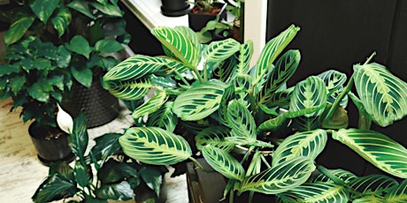 Get Houseplants Ready for Winter primary image