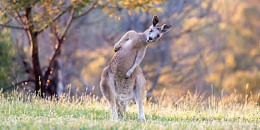 Primaire afbeelding van Sony Australian Wildlife Photography Workshop