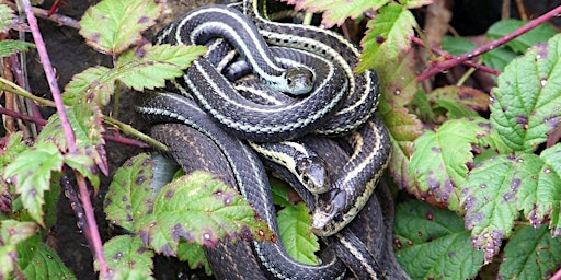 Snakes in WNY primary image
