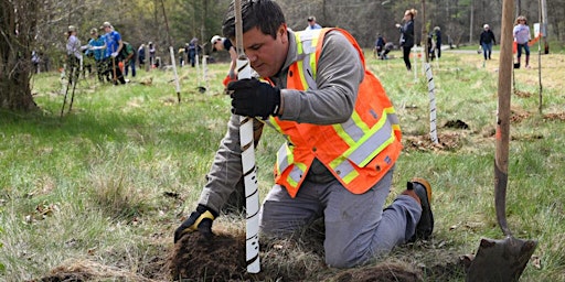 Plant trees throughout the city to spread the green city in Windsor