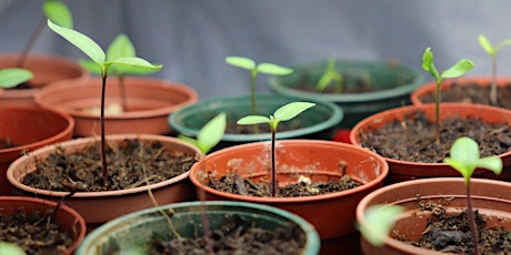 Plant Propagation