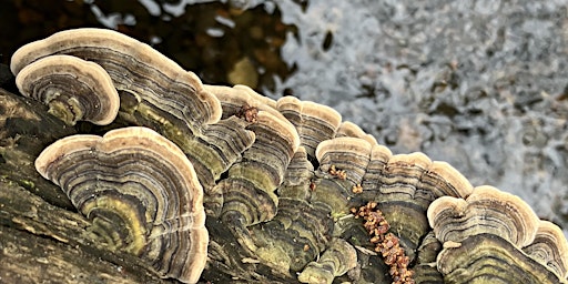Immagine principale di Fungi & Rivers Walk (London Rivers Week) 