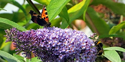 Image principale de Butterflies & Bees Nature Trail