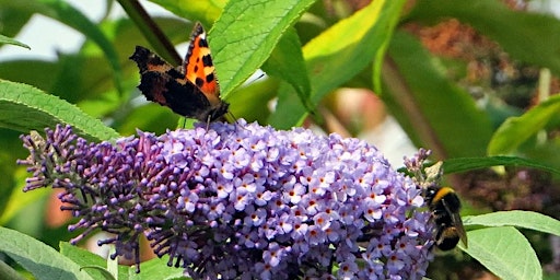 Hauptbild für Butterflies & Bees Nature Trail