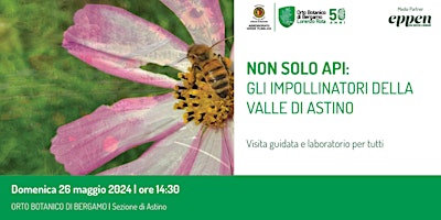 Immagine principale di NON SOLO API: gli impollinatori della Valle di Astino 