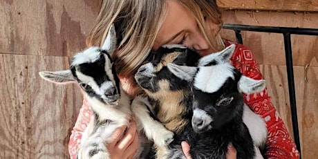Baby Goat Social
