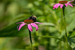 Primaire afbeelding van Bumble Bee Atlas - A Community Science Program