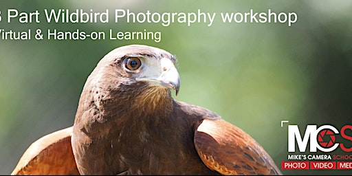 Primaire afbeelding van Birds of Prey Photography Workshop with