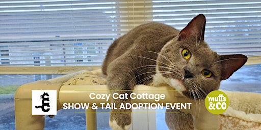 Imagem principal do evento Show and Tail with Cozy Cat Cottage (Lewis Center)