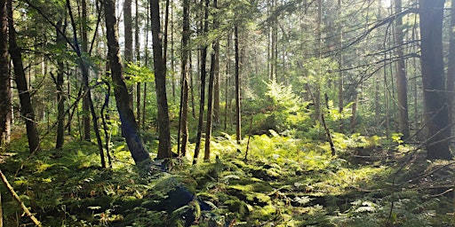Immagine principale di Woodbury Mountain BioBlitz: Biodiversity and Wilderness Insights 
