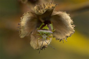 Ladybird and Shield Bug Hunt