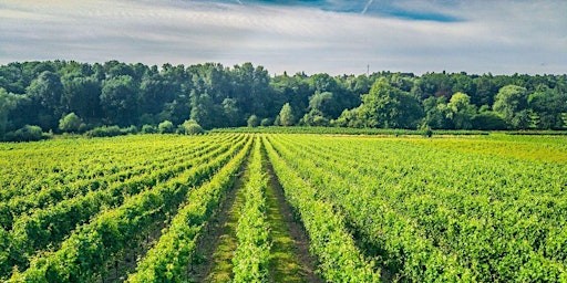 Primaire afbeelding van Soirée dégustation des vins du Chapitre à Nivelles et buffet