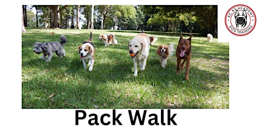 Imagem principal do evento Pack Walk