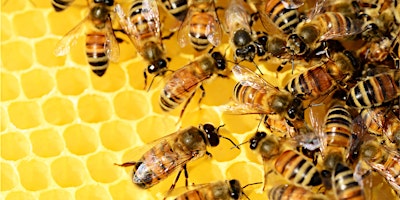 Imagem principal do evento How to BEE an Advocate for Pollinators: Training!