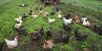 Image principale de 5/8 Poultry Processing Training
