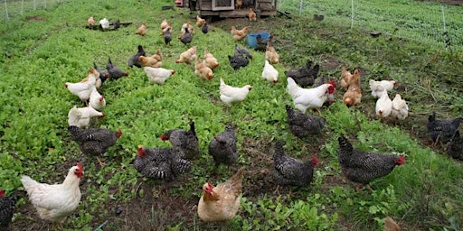 Imagem principal do evento 5/8 Poultry Processing Training