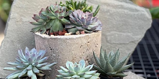 Succulent Planting Party primary image