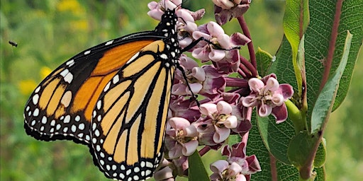 Hauptbild für From Milkweed to Monarchs Learning Program