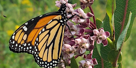 From Milkweed to Monarchs Learning Program