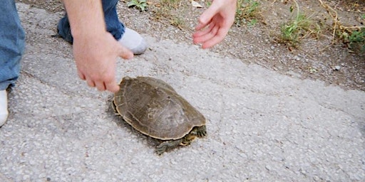 Turtle Tally Learning Program webinar primary image