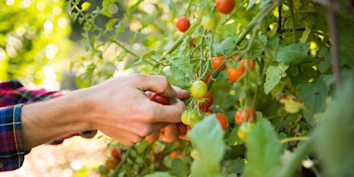 Caring For Summer Vegetables & Tomato Pruning in the Home Garden primary image