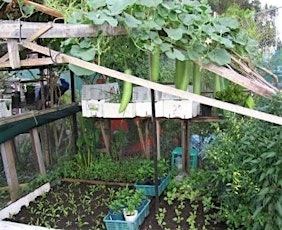 Backyard Permaculture primary image
