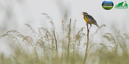 Better Land Management for Migratory Birds primary image