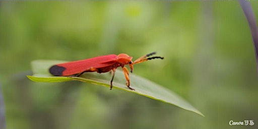 Image principale de June Family Nature Walk - Bugs!