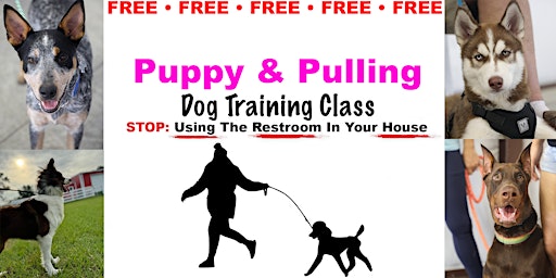 Primaire afbeelding van Puppy & Pulling (Dog Training Class)