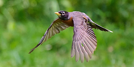 Virginia Club of New York: Birdwatching in Central Park  primärbild