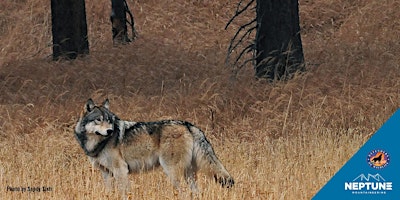 Immagine principale di Recreation & Wolf Reintroduction: Understanding Prop 114 