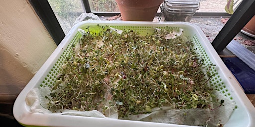 Growing Sprouts & Microgreens primary image