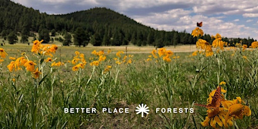 Better Place Forests Flagstaff Memorial Forest Open House