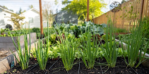 Imagem principal de Planting for Continued Harvest in the Home Vegetable Garden