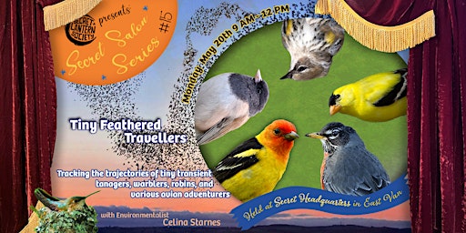 Tiny Feathered Travellers  primärbild