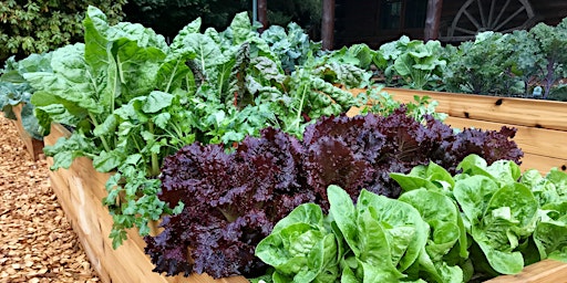 Planting Greens for a Fall Harvest in your Vegetable Garden primary image